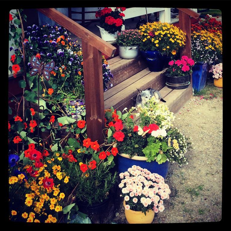 Pensjonat Ellis Garden Vemhån Zewnętrze zdjęcie
