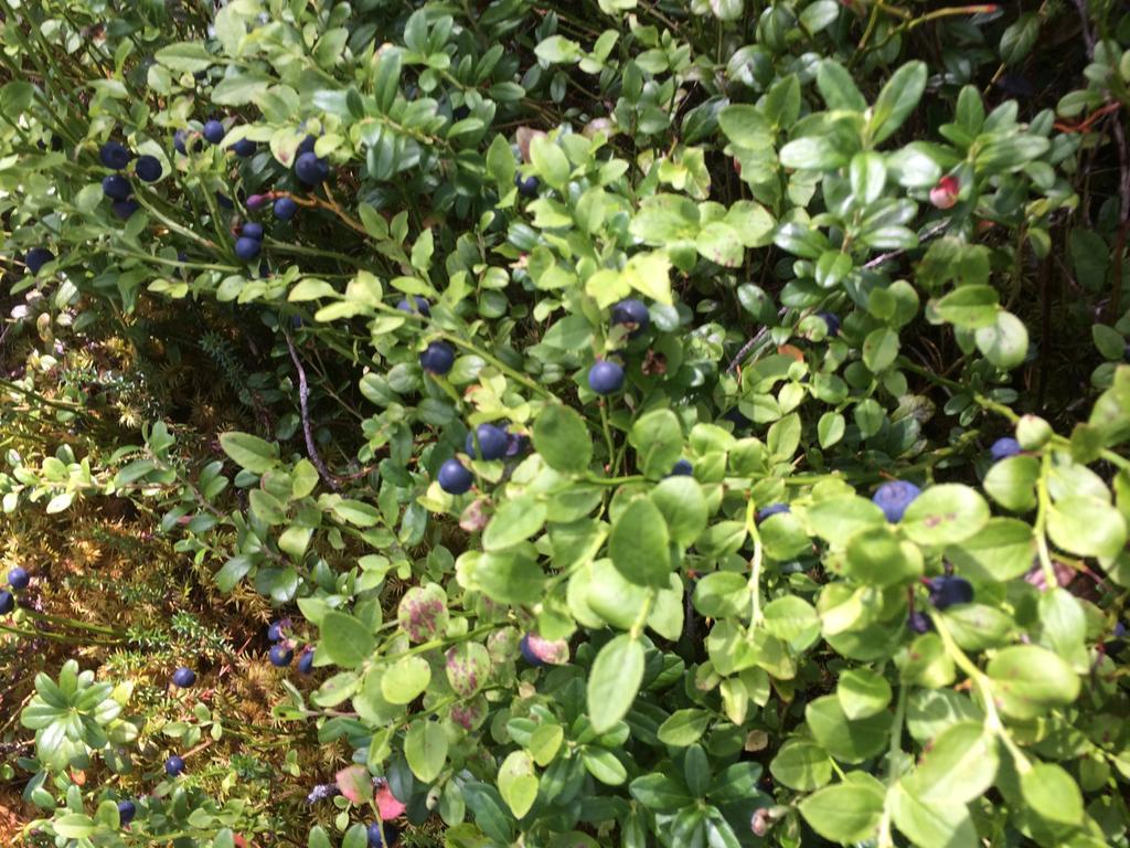 Pensjonat Ellis Garden Vemhån Zewnętrze zdjęcie