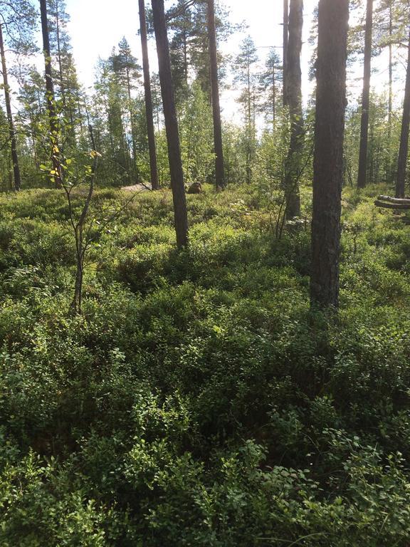 Pensjonat Ellis Garden Vemhån Zewnętrze zdjęcie